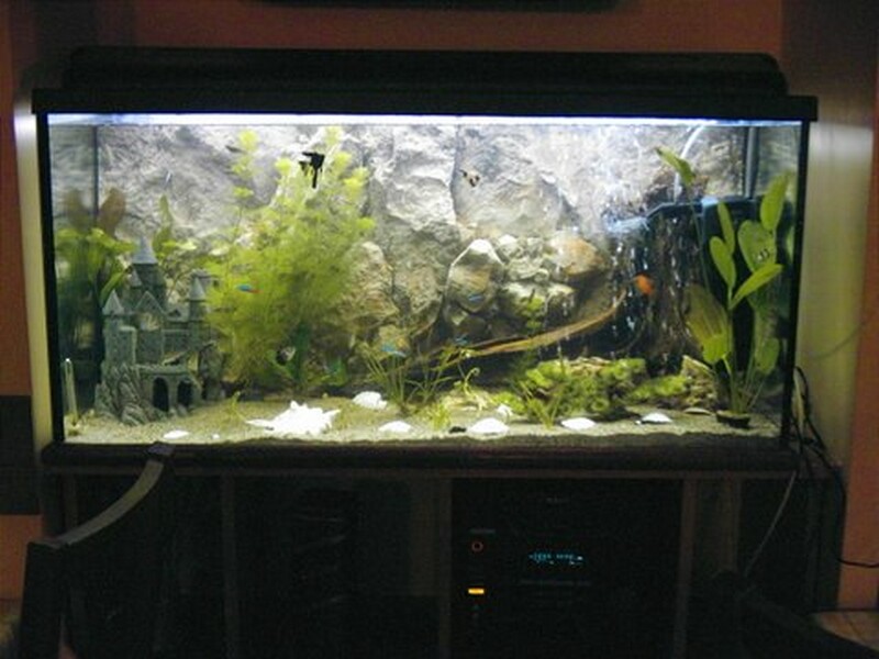 Akwarium w jadalni Monte Negro